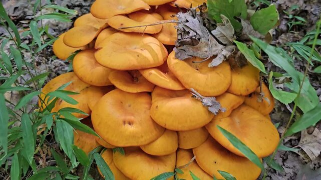 Cluster of orange mushrooms found in the woods
