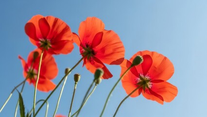 Fototapeta premium Red poppy flowers seen from a low angle, backlit by bright sun against a clear blue sky, emphasizing translucent petals.