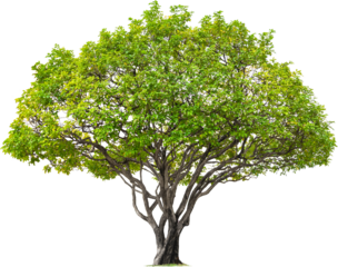 Isolated single tree greenery botanical The tree is completely separated from the white ba background Scientific name Dipterocarpus alatus Green tree isolated on transparent background with clipping p