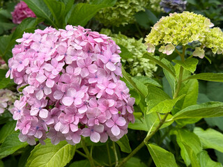 Hydrangea bigleaf macrophylla pink blossom.