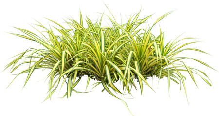 Isolated single tree greenery botanical The tree is completely separated from the white ba background Scientific name Dipterocarpus alatus Green tree isolated on transparent background with clipping p