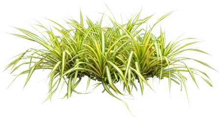 Isolated single tree greenery botanical The tree is completely separated from the white ba background Scientific name Dipterocarpus alatus Green tree isolated on transparent background with clipping p