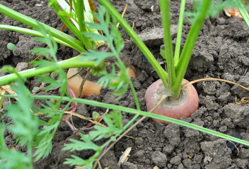 Carrots growing in open organic soil
