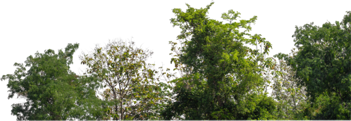 Isolated single tree greenery botanical The tree is completely separated from the white ba background Scientific name Dipterocarpus alatus Green tree isolated on transparent background with clipping p