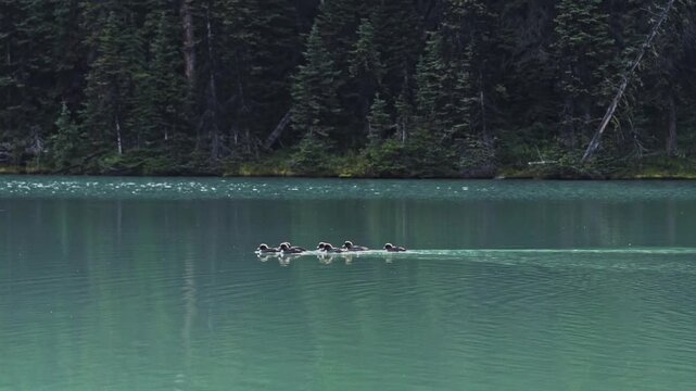 Small Ducks Swimming in a Line on a Calm Mirror-Like ake