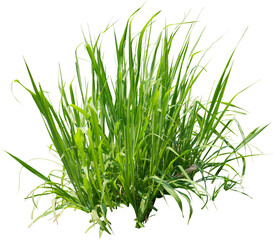 Isolated single tree greenery botanical The tree is completely separated from the white ba...