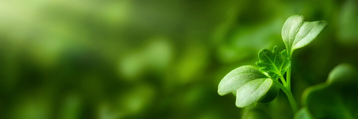 Seedling macro in panoramic format with blurred background as copy space. Broccoli microgreens closeup with a small plant growing towards the sunlight