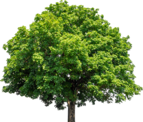 Isolated single tree greenery botanical The tree is completely separated from the white ba background Scientific name Dipterocarpus alatus Green tree isolated on transparent background with clipping p