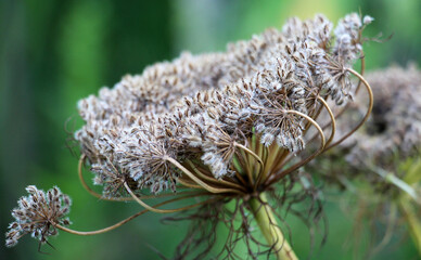 Carrot umbrellas (Daucus carota subsp. sativus) with ripe seeds