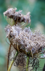 Carrot umbrellas (Daucus carota subsp. sativus) with ripe seeds
