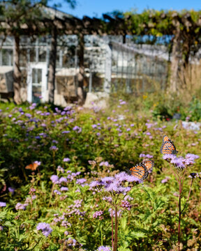 Butterflies in Garden