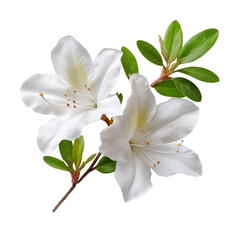 White azalea flowers isolated on White or transparent background png spring season evergreen flower