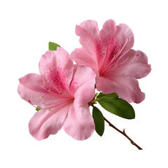 Pink azalea flowers isolated on White or transparent background png