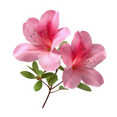 Pink azalea flowers isolated on White or transparent background 