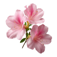 azalea flowers isolated White or transparent background 