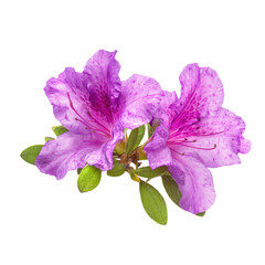 azalea flowers isolated White or transparent background 