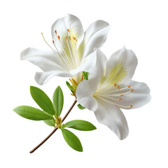 White azalea flowers isolated on White or transparent background 