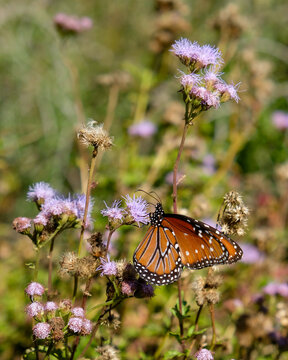 monarch butterfly on flower