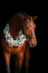 Warmblut weihnachtlich