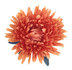 PNG Close-up red, beige chrysanthemums Flower bud, petals isolated on transparent. Natural macro background, top view.