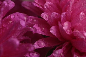 Smoke close-up selective soft focus crem beige pink Rose Flower bud Petal with water Drop. Natural background.