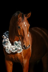 Warmblut weihnachtlich