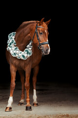 Warmblut weihnachtlich