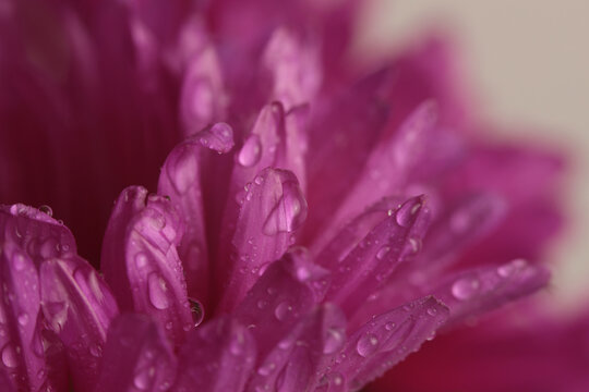Smoke close-up selective soft focus crem beige pink Rose Flower bud Petal with water Drop. Natural background.