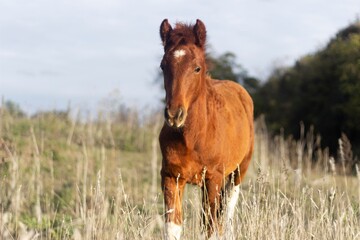 Fototapeta premium Chestnut horse with white blaze in green meadow with forested hills and mountain backdrop.