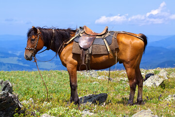 Saddled brown horse standing on grassy mountain terrain with scenic blue hills in the background.