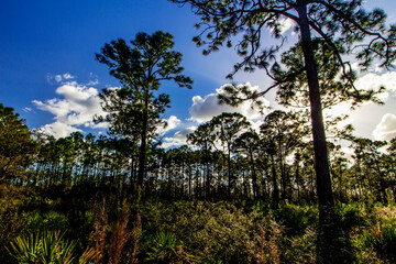 Sunny Afternoon at Oxbow Eco-center, Fort Pierce, Florida