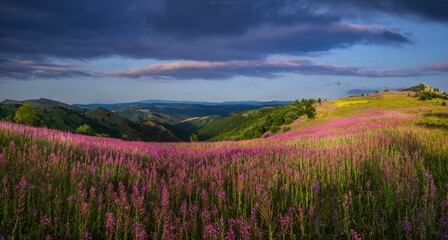 Field and Mountains View