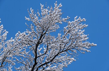 Snow covered tree branches contrast vividly against the clear blue sky, showcasing winter’s serene beauty and natural symmetry.