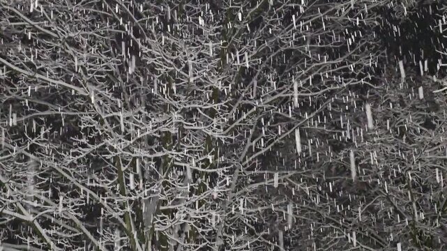 Heavy Snowfall and Accumulation on Trees Winter Weather Snow Precipitation Freezing Temperatures Night Early Morning 60 fps 4k B Roll News East Coast USA
