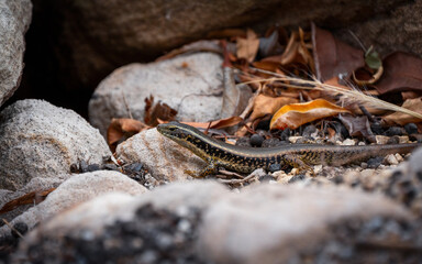 lizard on the stone