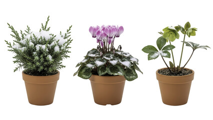 Fototapeta premium Single potted cyclamen plant with green leaves and pink flowers for winter and holiday indoor decor, isolated on a transparent background PNG (पॉटेड साइक्लेमेन)