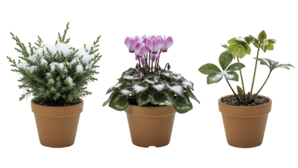 Single potted cyclamen plant with green leaves and pink flowers for winter and holiday indoor decor, isolated on a transparent background PNG (पॉटेड साइक्लेमेन)