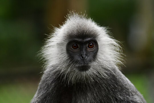 Portrait of an Annamese silvered langur (Trachypithecus margarita), also known as Elliot&rsquo;s silver langur