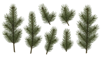 Group of natural fir and pine tree branches and twigs for Christmas foliage design, isolated on a transparent background PNG (देवदार की शाखाएँ)
