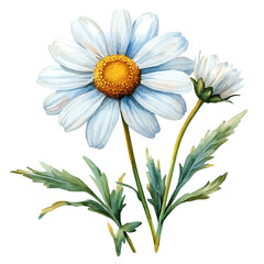 watercolor graphic of Marguerite Daisy Flower illustration, isolated on a white background.