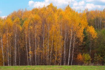 Fototapeta premium autumn landscape with birch trees in yellow foliage, Sunny day