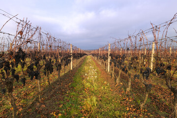 Vineyard rows with dark grapes  ice on the vines and autumn leaves on the ground under an overcast...