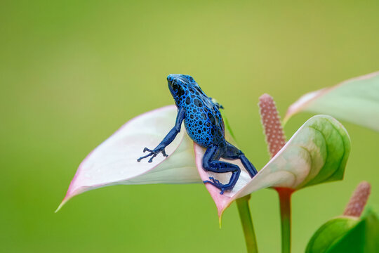 The blue poison dart frog or blue poison arrow frog (Dendrobates tinctorius "azureus") is a poison dart frog found in the "forest islands" surrounded by the Sipaliwini Savanna in southern Suriname