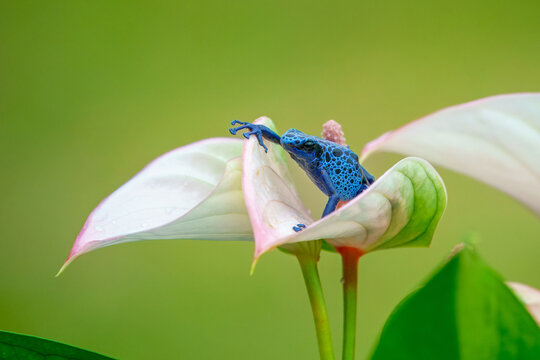 The blue poison dart frog or blue poison arrow frog (Dendrobates tinctorius "azureus") is a poison dart frog found in the "forest islands" surrounded by the Sipaliwini Savanna in southern Suriname 