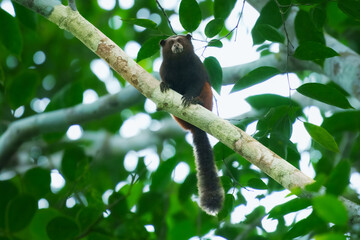 The brown-mantled tamarin monkey from Manu National Park in Peru. Wildlife scene from nature. Tamarin siting on the tree branch in the tropic jungle forest, animal in the habitat.
