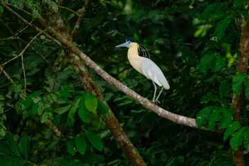 Capped Heron Pilherodius pileatus, This gorgeous medium-sized heron is uncommon but widespread in lowlands of South America,