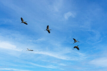 Flying Wood Stork Mycteria americana, Huge, long-legged, black-and-white waterbird, about the size of Great Blue Heron. White body with black flight feathers. 