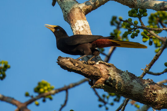 Crested Oropendola Psarocolius decumanus, Large blackbird with thick triangular bill. Dark blackish plumage, fading to paler reddish-brown at rear.  Striking yellow tail and pale blue eye.