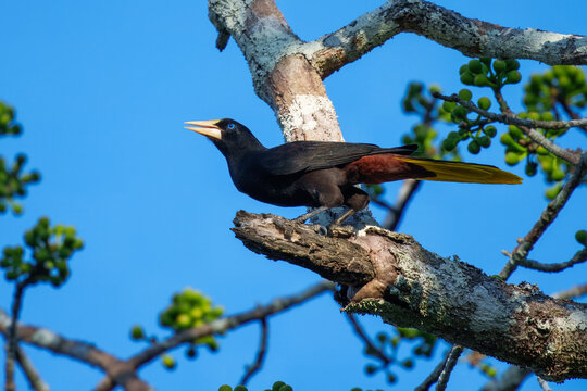 Crested Oropendola Psarocolius decumanus, Large blackbird with thick triangular bill. Dark blackish plumage, fading to paler reddish-brown at rear. Striking yellow tail and pale blue eye.
