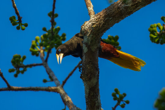 Crested Oropendola Psarocolius decumanus, Large blackbird with thick triangular bill. Dark blackish plumage, fading to paler reddish-brown at rear.  Striking yellow tail and pale blue eye.